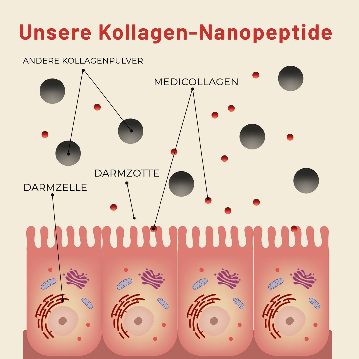 mediCollagen Darmaufnahme Grafik Nanopeptide
