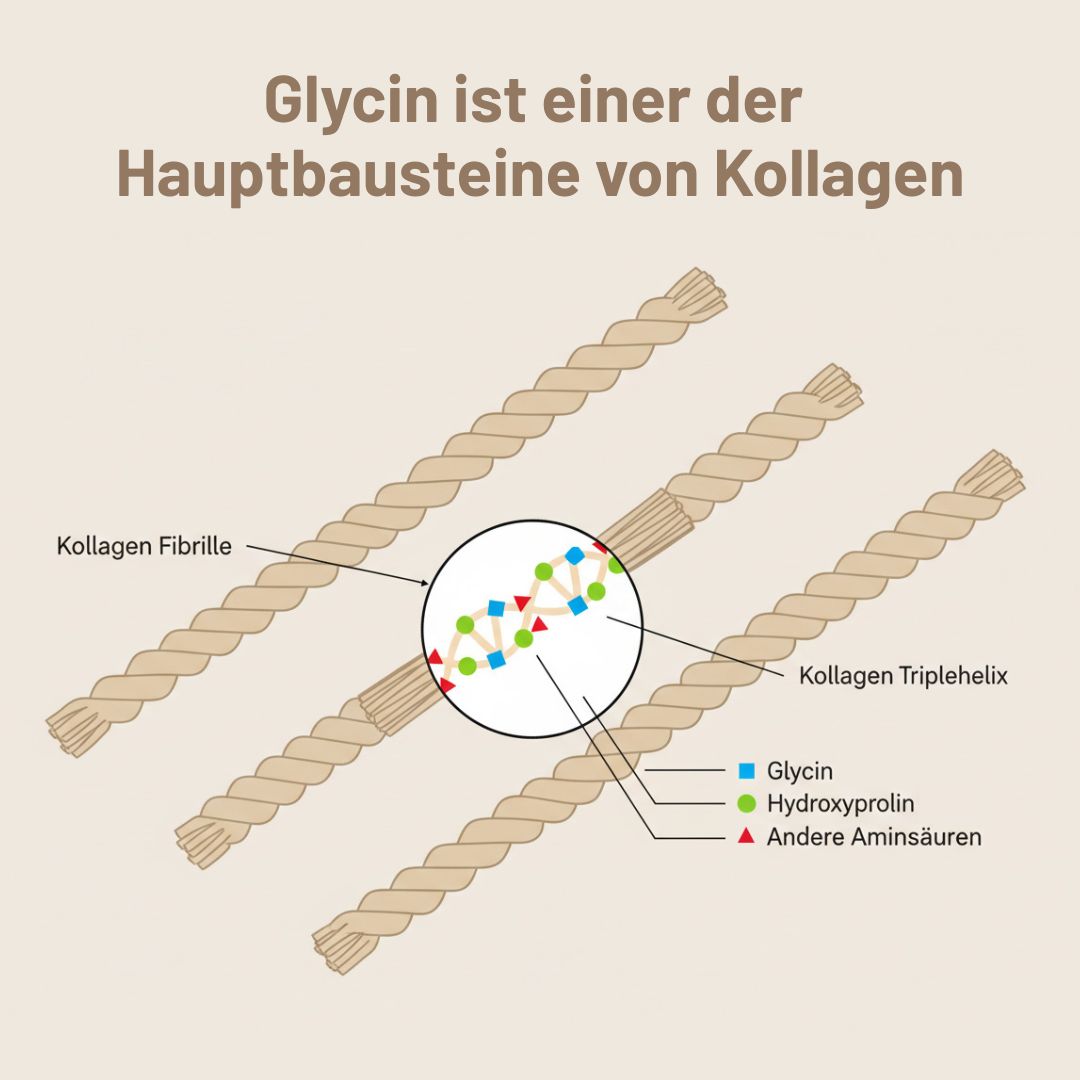 Kollagen Fibrillen Abbildung
