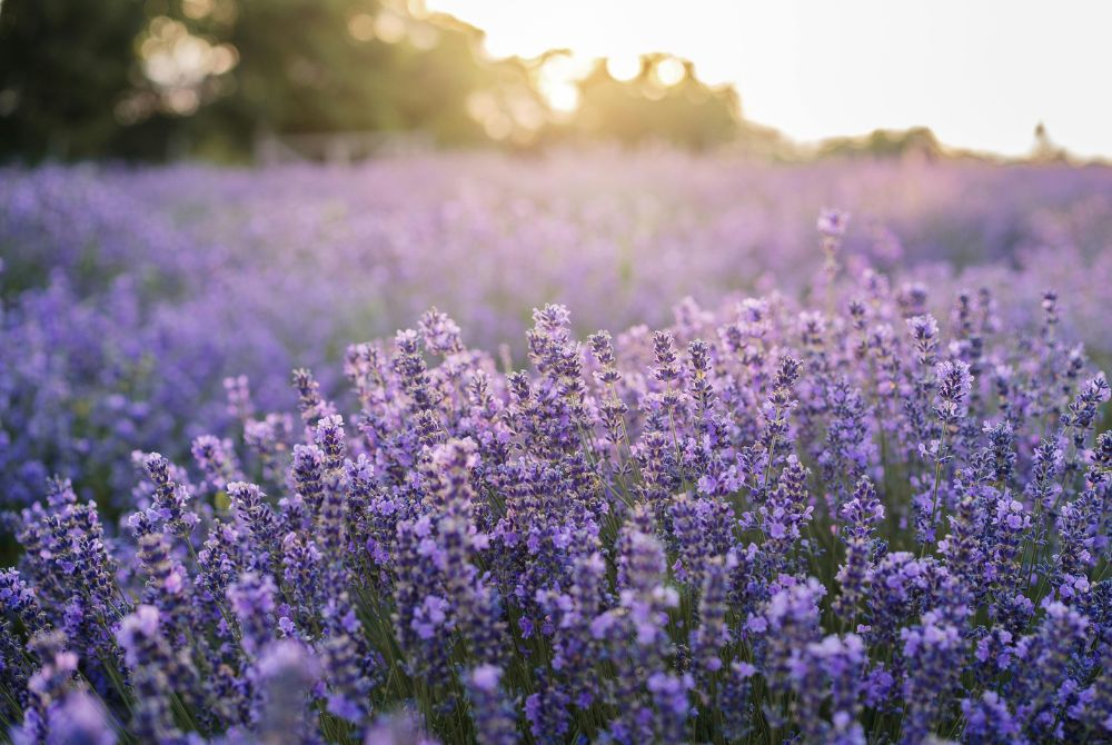 Lavendel