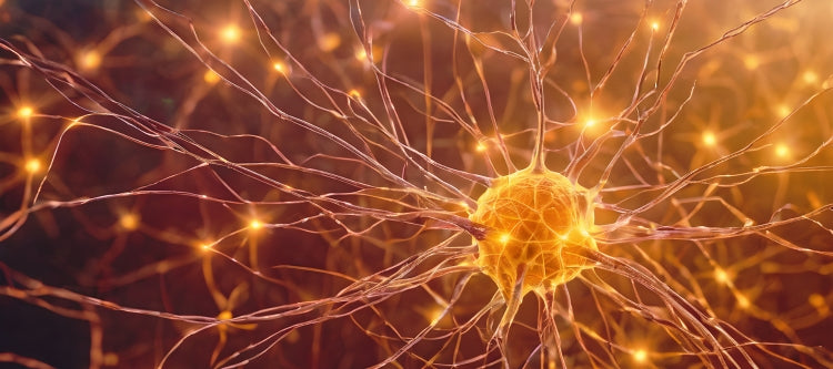Neuronen
