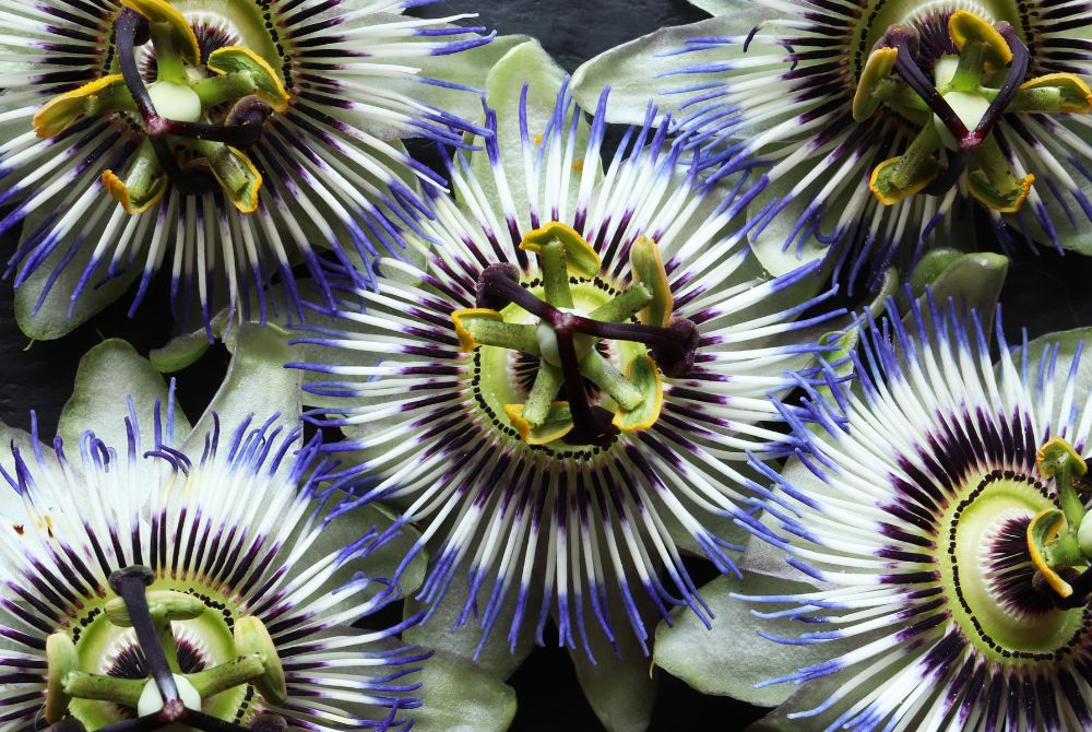 Passionsblumen